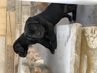 Cane Corso Puppy for sale in METHUEN, MA, USA