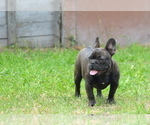 Small #18 French Bulldog