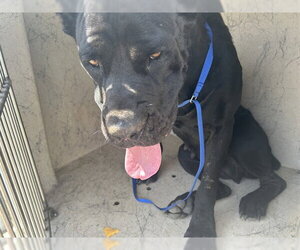 Mutt Dogs for adoption in Oklahoma City, OK, USA