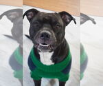 Small #1 American Staffordshire Terrier