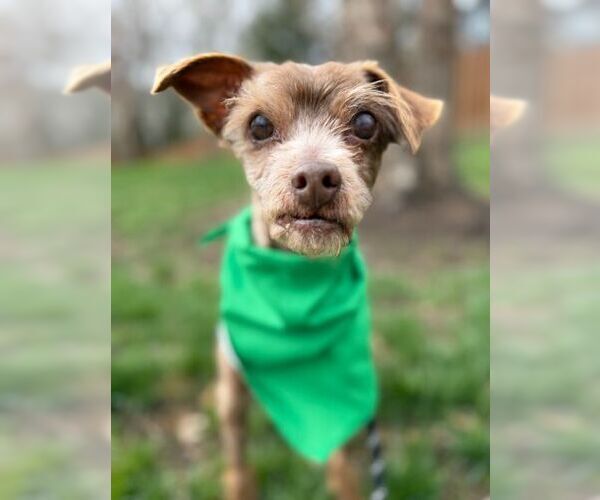 Medium Photo #4 Shih Tzu-Unknown Mix Puppy For Sale in Arlington, VA, USA