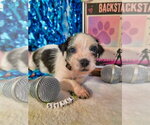 Small #1 Mutt