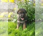 Small Photo #9 German Shepherd Dog Puppy For Sale in MILLERSTOWN, PA, USA