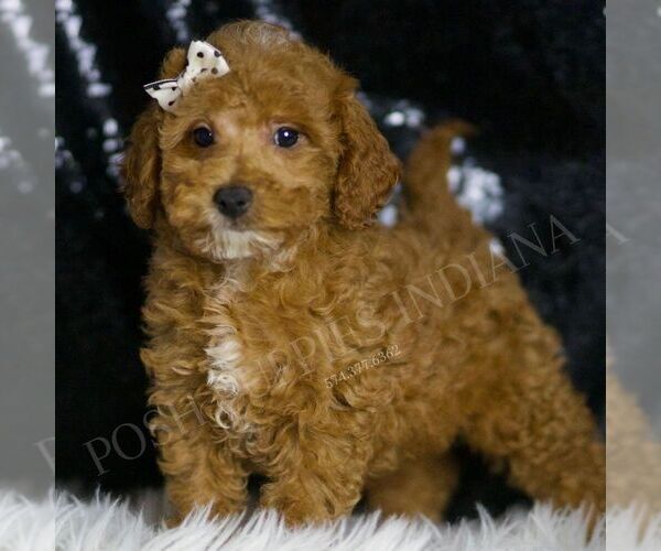 Medium Photo #4 Poodle (Toy) Puppy For Sale in WARSAW, IN, USA