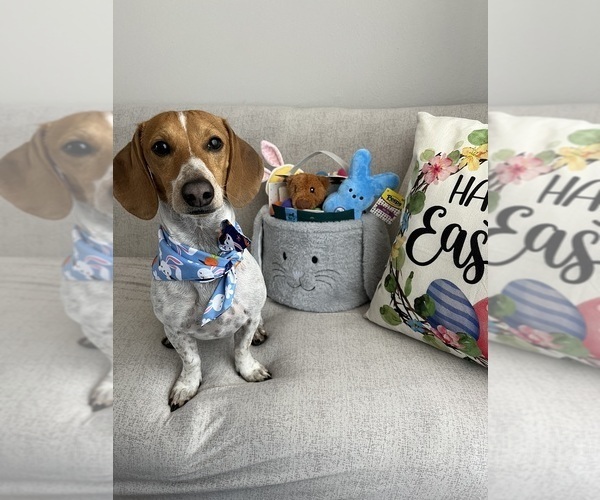 Medium Photo #1 Dachshund Puppy For Sale in LAS VEGAS, NV, USA