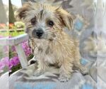 Small Photo #3 Morkie Puppy For Sale in WILLIAMSBURG, IN, USA