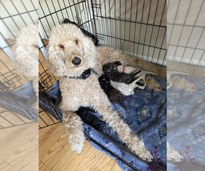 Goldendoodle-Poodle (Standard) Mix Litter for sale in DENVER, CO, USA