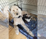 Small Goldendoodle-Poodle (Standard) Mix