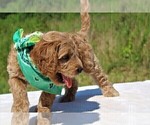 Small Photo #23 Goldendoodle Puppy For Sale in TIMBERLAKE, NC, USA