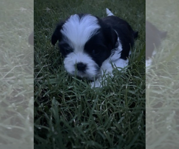Medium Photo #6 Shih Tzu Puppy For Sale in SAPULPA, OK, USA