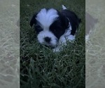 Small Photo #6 Shih Tzu Puppy For Sale in SAPULPA, OK, USA