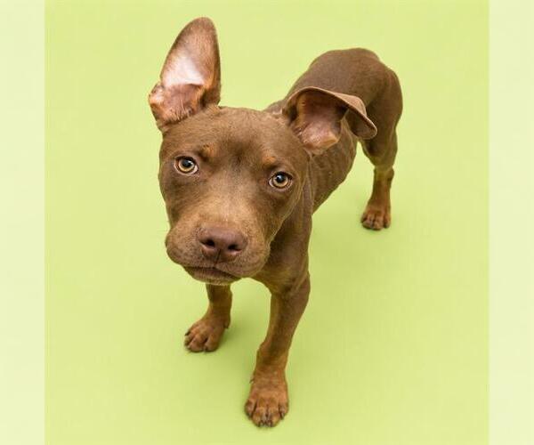 Medium Photo #1 Mutt Puppy For Sale in HESPERIA, CA, USA