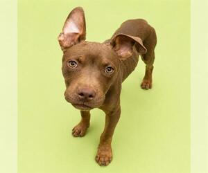 Mutt Dogs for adoption in HESPERIA, CA, USA