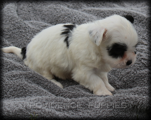 Medium Photo #1 Havanese Puppy For Sale in WAYLAND, IA, USA