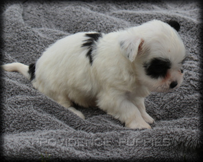 Havanese Puppy for sale in WAYLAND, IA, USA