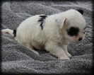 Small Photo #1 Havanese Puppy For Sale in WAYLAND, IA, USA