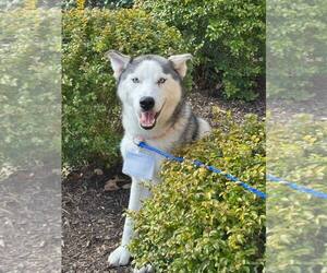 Siberian Husky Dogs for adoption in Carrollton, TX, USA