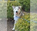Small Siberian Husky