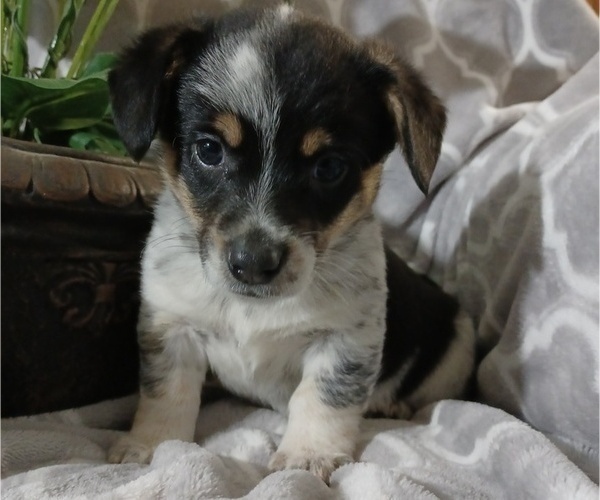 Medium Photo #1 Cowboy Corgi Puppy For Sale in PEMBROKE, KY, USA