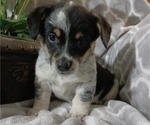 Small Photo #1 Cowboy Corgi Puppy For Sale in PEMBROKE, KY, USA