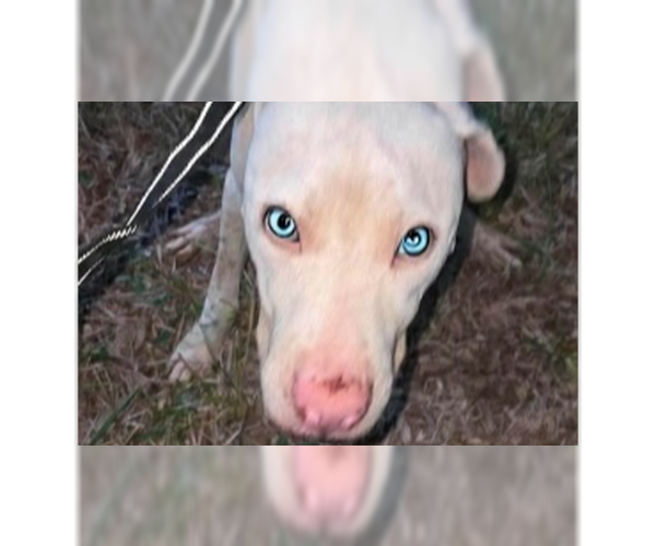 Medium Photo #1 Labrador Retriever-Unknown Mix Puppy For Sale in New York, NY, USA