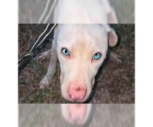 Labrador Retriever-Unknown Mix Dogs for adoption in New York, NY, USA