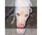 Small Labrador Retriever Mix