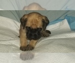 Small Photo #41 Mastiff Puppy For Sale in FULTON, NY, USA