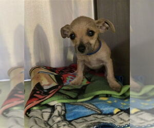 Chihuahua-Unknown Mix Dogs for adoption in Rancho Cucamonga, CA, USA