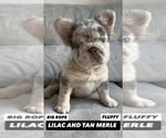 Small #3 French Bulldog