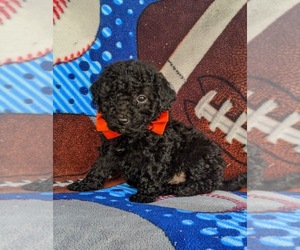 Poodle (Miniature) Puppy for sale in KIRKWOOD, PA, USA