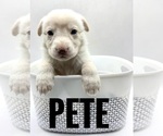 Image preview for Ad Listing. Nickname: Pete