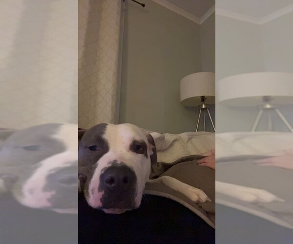 Medium Photo #3 American Pit Bull Terrier-Unknown Mix Puppy For Sale in Rochester, NY, USA