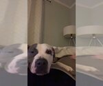 Small #2 American Pit Bull Terrier Mix
