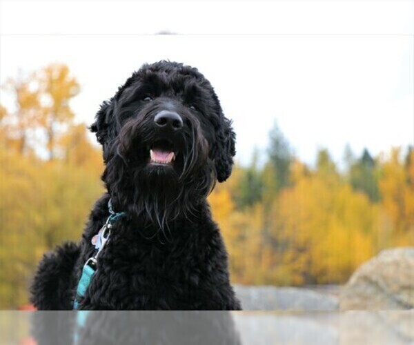 Medium Photo #16 Goldendoodle Puppy For Sale in MISSOULA, MT, USA