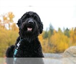 Small Photo #16 Goldendoodle Puppy For Sale in MISSOULA, MT, USA