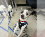 Small #8 Chihuahua Mix