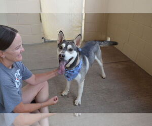Huskies -Unknown Mix Dogs for adoption in McKinney, TX, USA