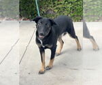 Small #2 Mutt