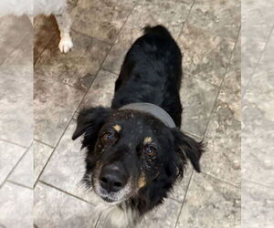 Collie-Unknown Mix Dogs for adoption in Germantown, OH, USA