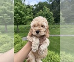 Small Photo #11 Cockapoo (Miniature) Puppy For Sale in BUCKLEY, WA, USA