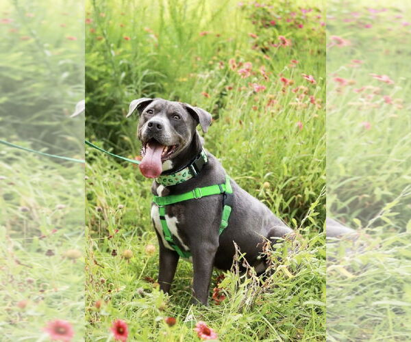 Medium Photo #6 American Staffordshire Terrier-Labrador Retriever Mix Puppy For Sale in Holly Springs, NC, USA