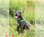 Small #5 American Staffordshire Terrier-Labrador Retriever Mix