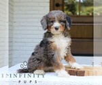 Small #3 Bernedoodle (Miniature)