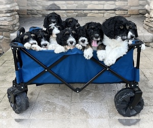 Bernedoodle Litter for sale in MEDINA, OH, USA