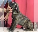 Small Photo #14 Cane Corso Puppy For Sale in COTTAGE GROVE, OR, USA