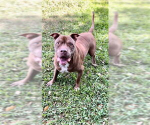 Brady - Male American Pit Bull Terrier Dog for Adoption - Photo #6