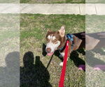 Small Photo #8 Collie-Huskies  Mix Puppy For Sale in McKinney, TX, USA