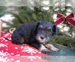 Small Photo #19 Mutt-Schnauzer (Miniature) Mix Puppy For Sale in DOVER, PA, USA