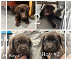 Small #1 Labrador Retriever